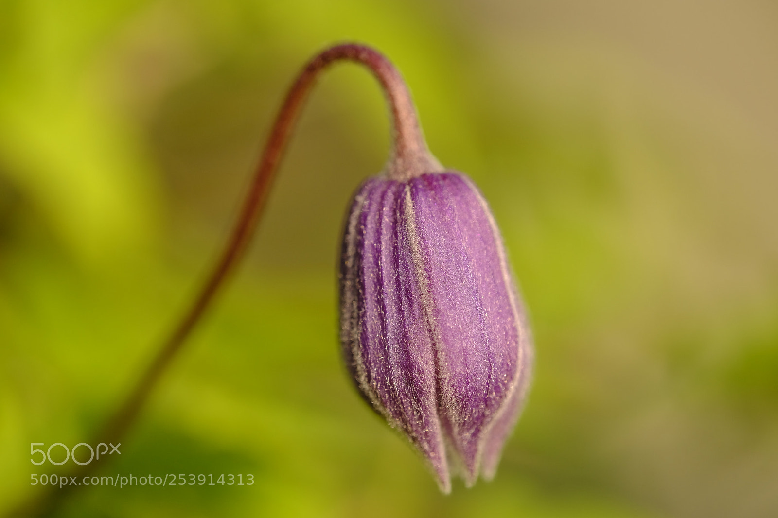 Fujifilm X-T2 sample photo. Purple blossom photography