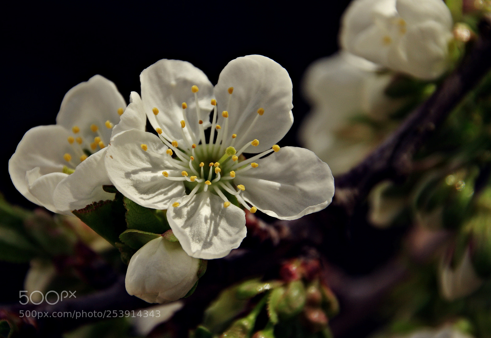 Pentax K-3 sample photo. Still in the garden photography