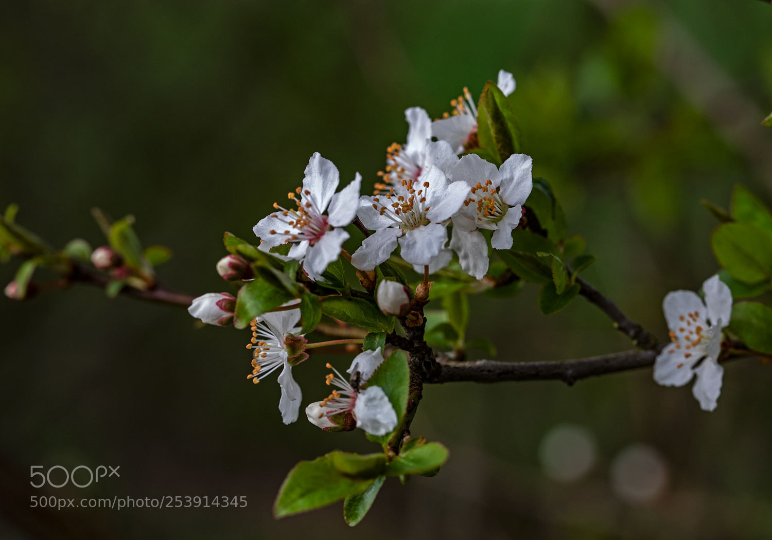 Canon EOS 5D Mark IV sample photo. Beautiful spring photography