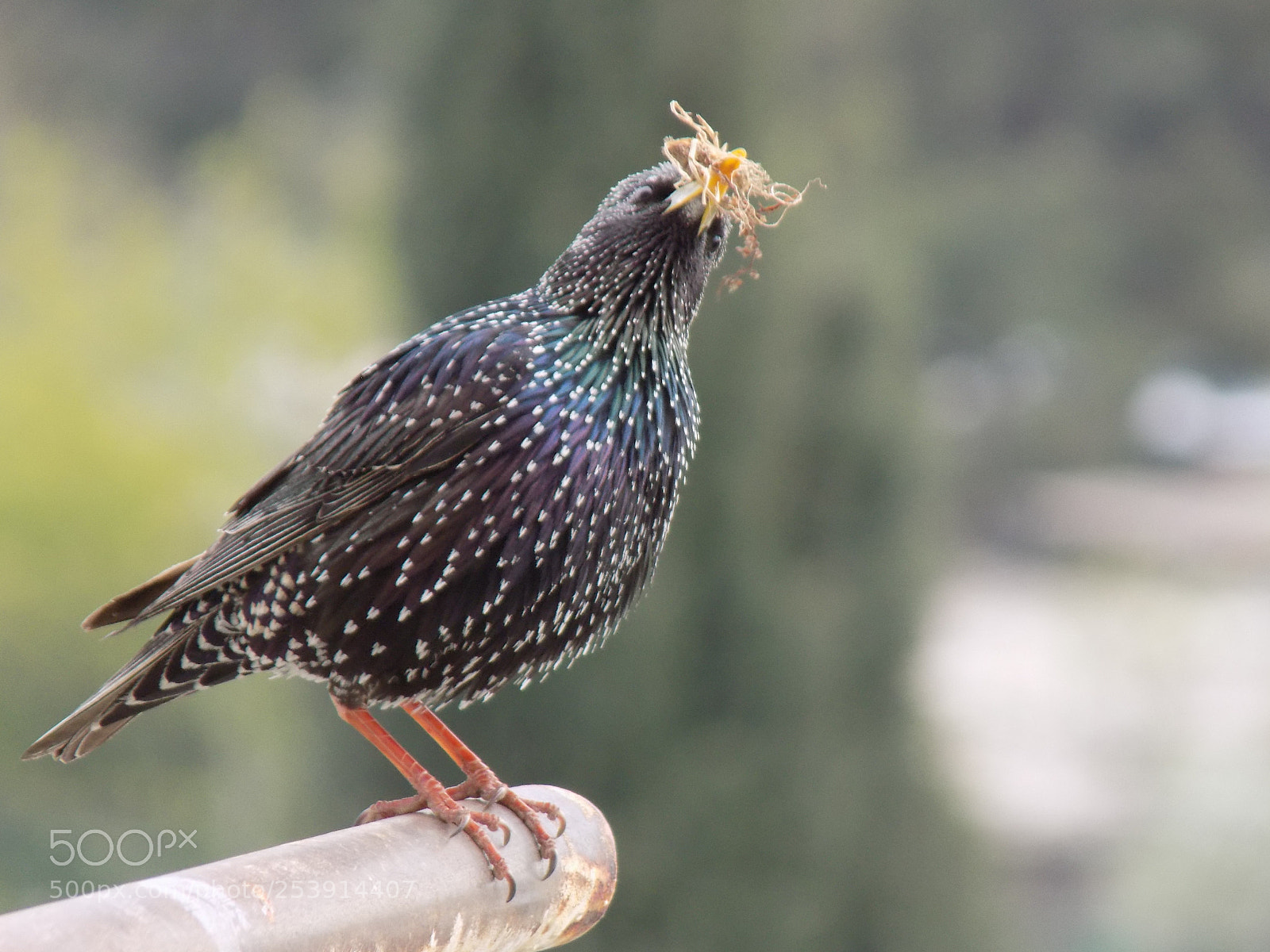 Nikon COOLPIX L330 sample photo. Bird photography