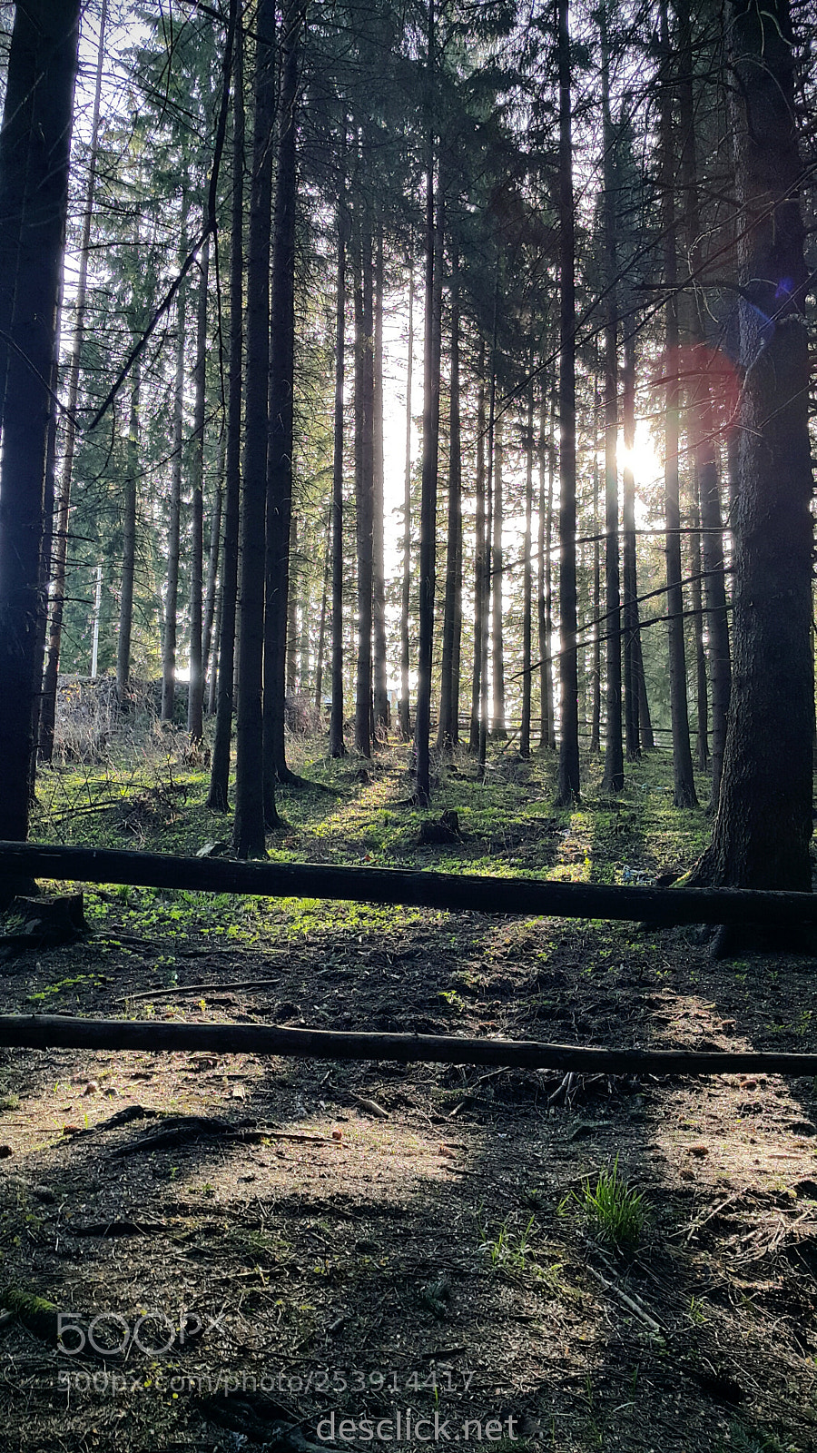 Samsung Galaxy Note4 sample photo. Magic forest / forest magic photography