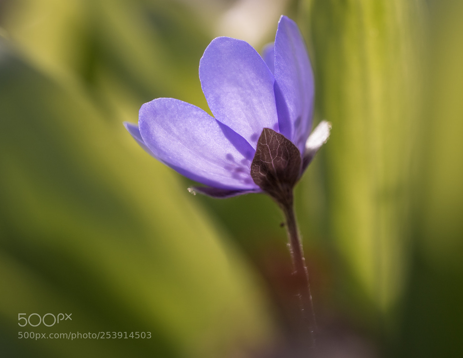 Olympus OM-D E-M5 II sample photo. Natural soft box photography
