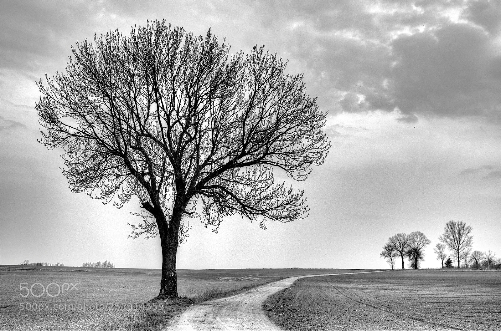 Pentax K-30 sample photo. "my" tree photography
