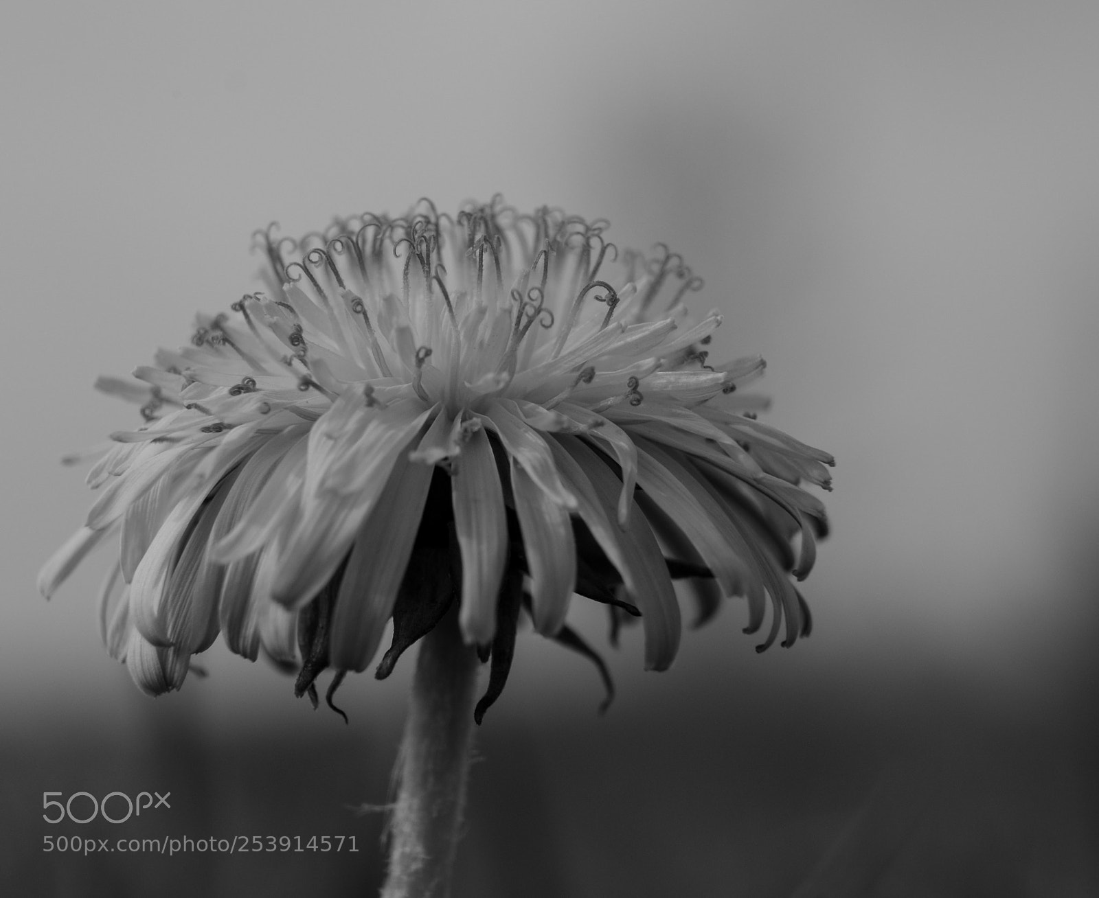 Fujifilm X-T1 sample photo. Old flower photography