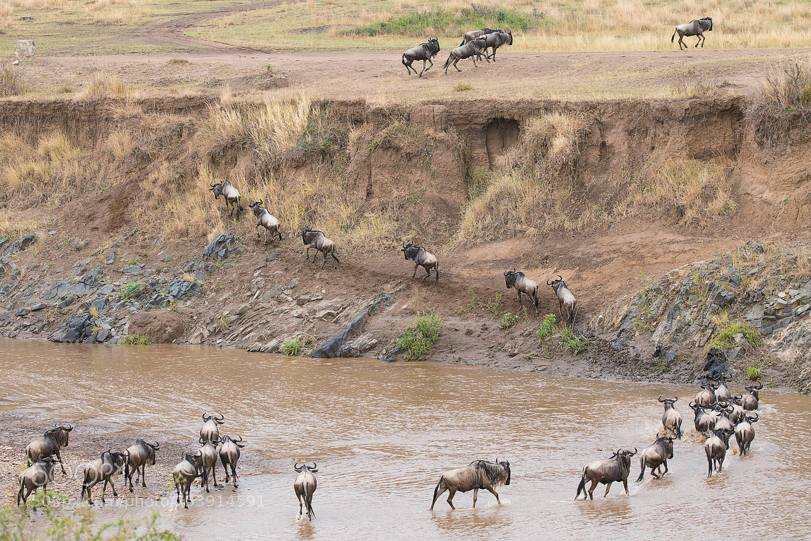 Sony a99 II sample photo. Wildebeest crossing mara river photography