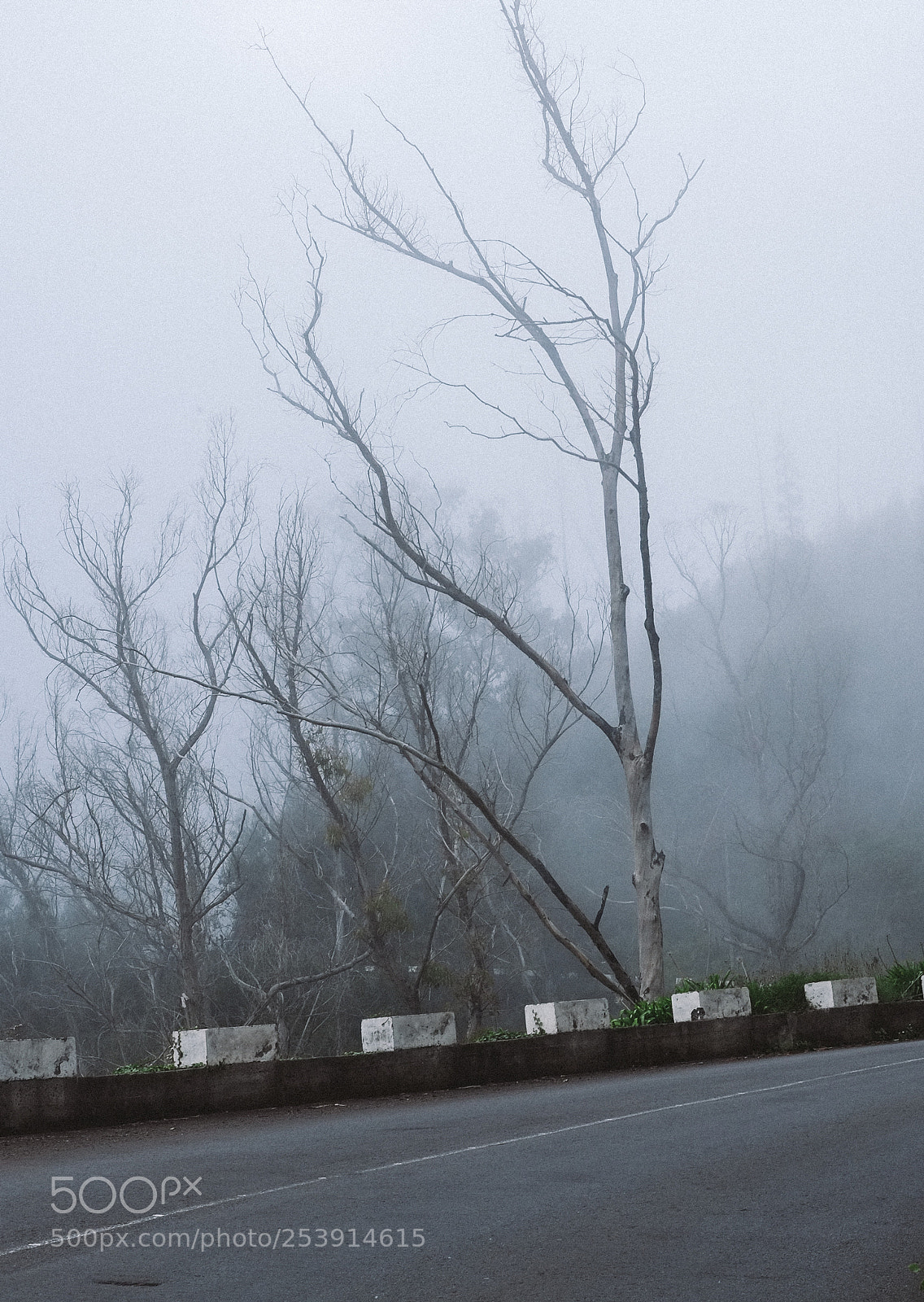 Fujifilm X-Pro1 sample photo. Into the gray photography