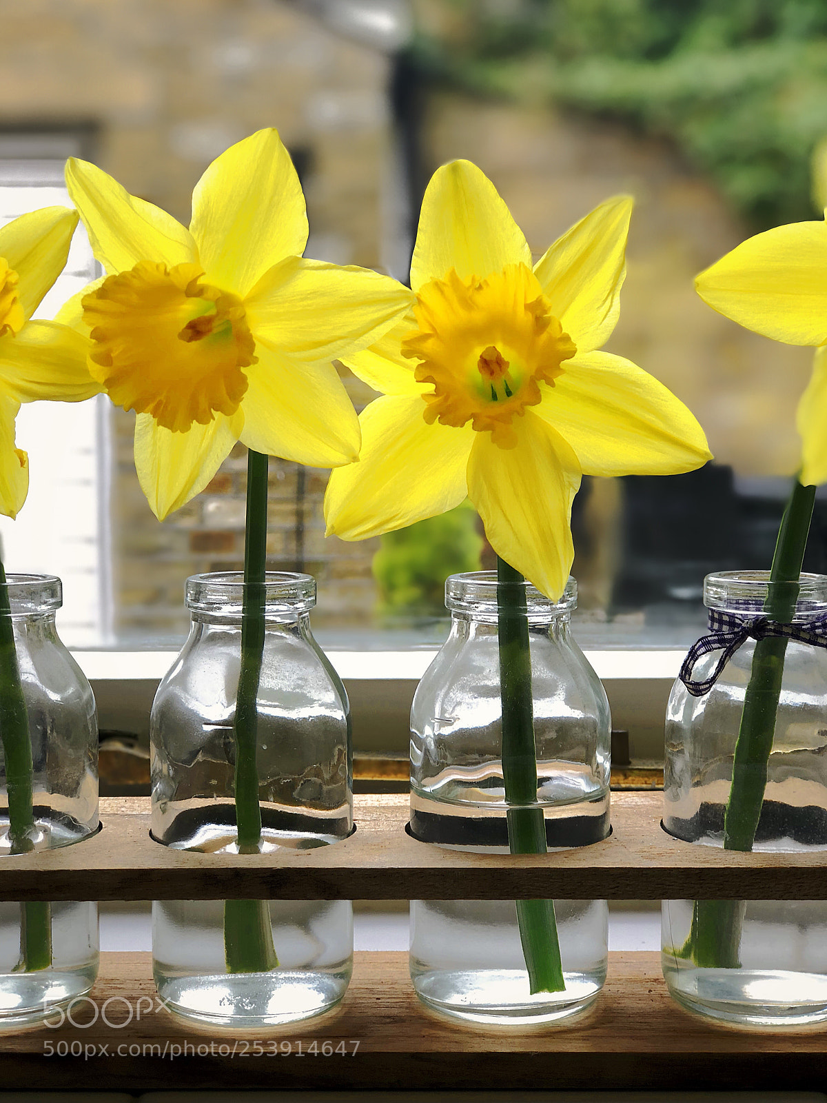 Apple iPhone 8 Plus sample photo. Daffodils  photography