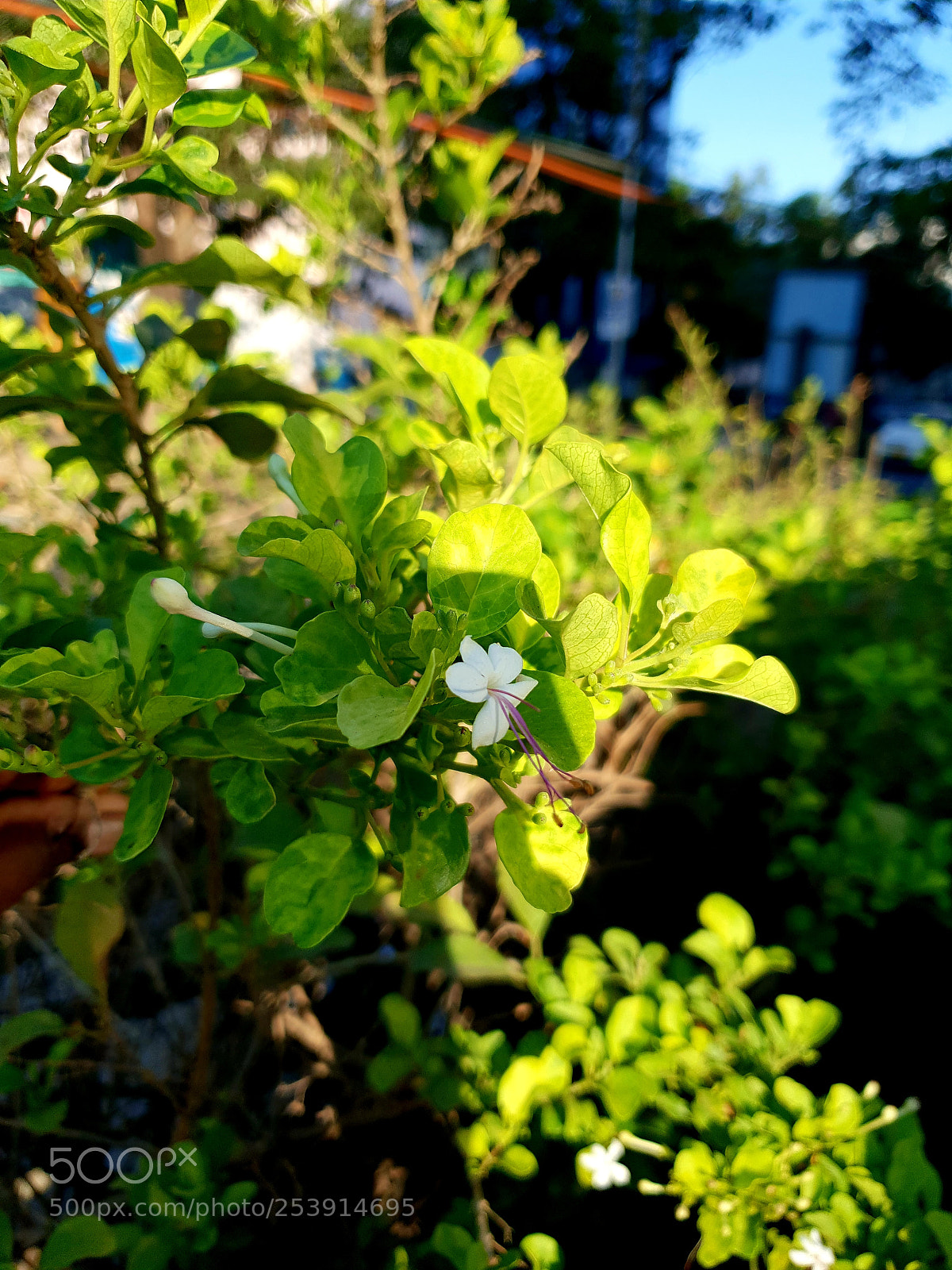 Samsung Galaxy S9+ sample photo. Peace in chaos photography
