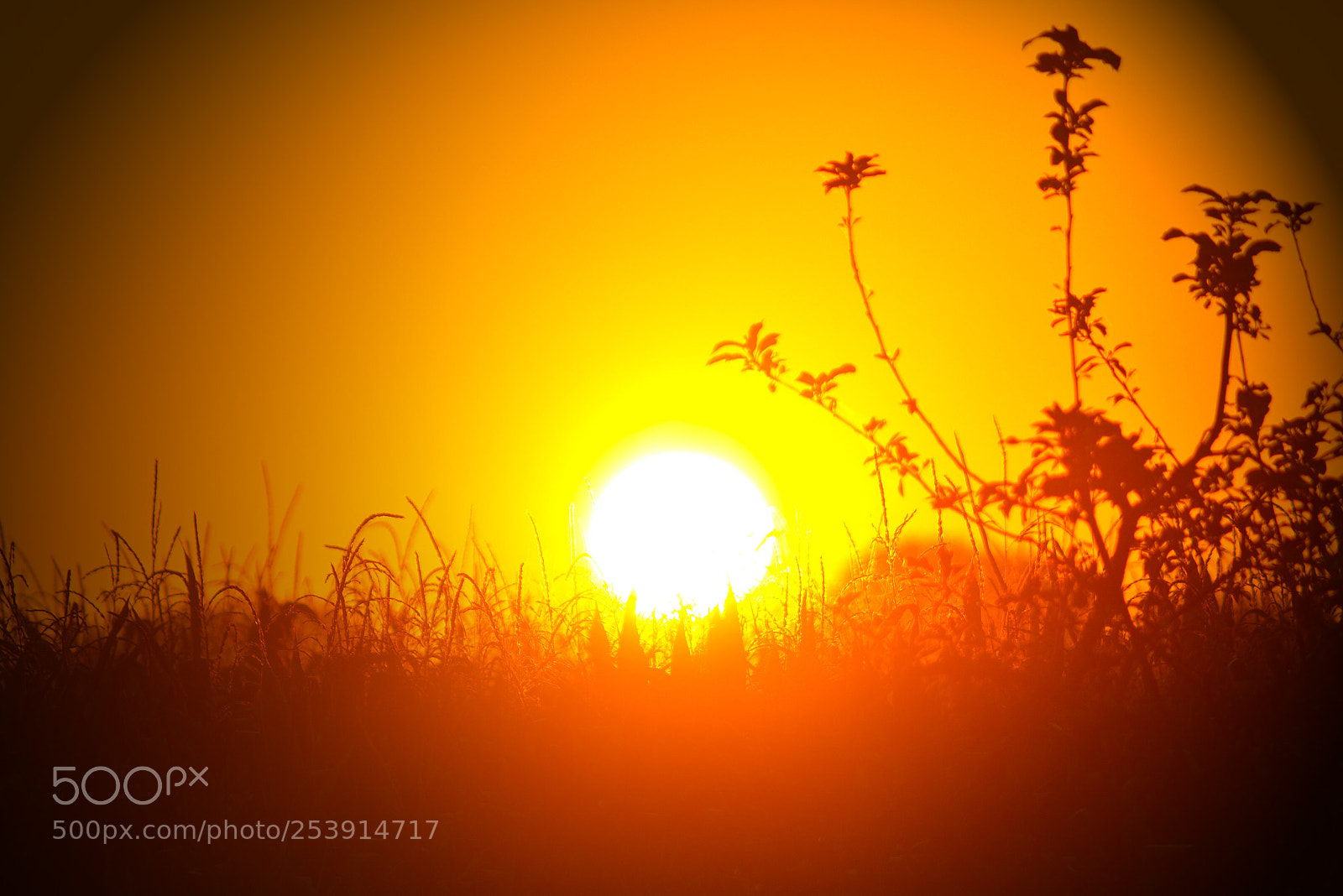 Nikon D5200 sample photo. 2324.jpg photography