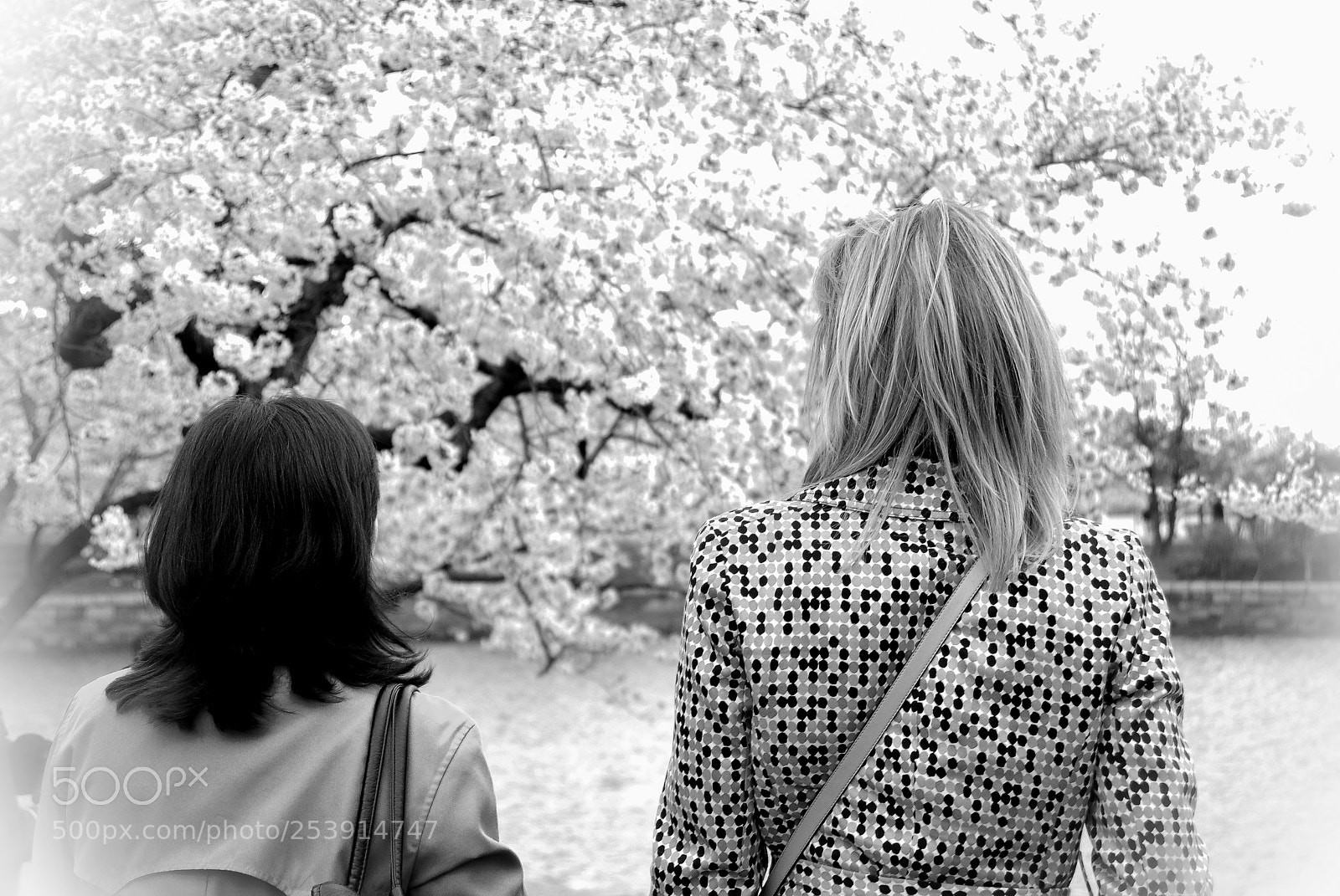 Nikon D80 sample photo. Cherry blossom photography