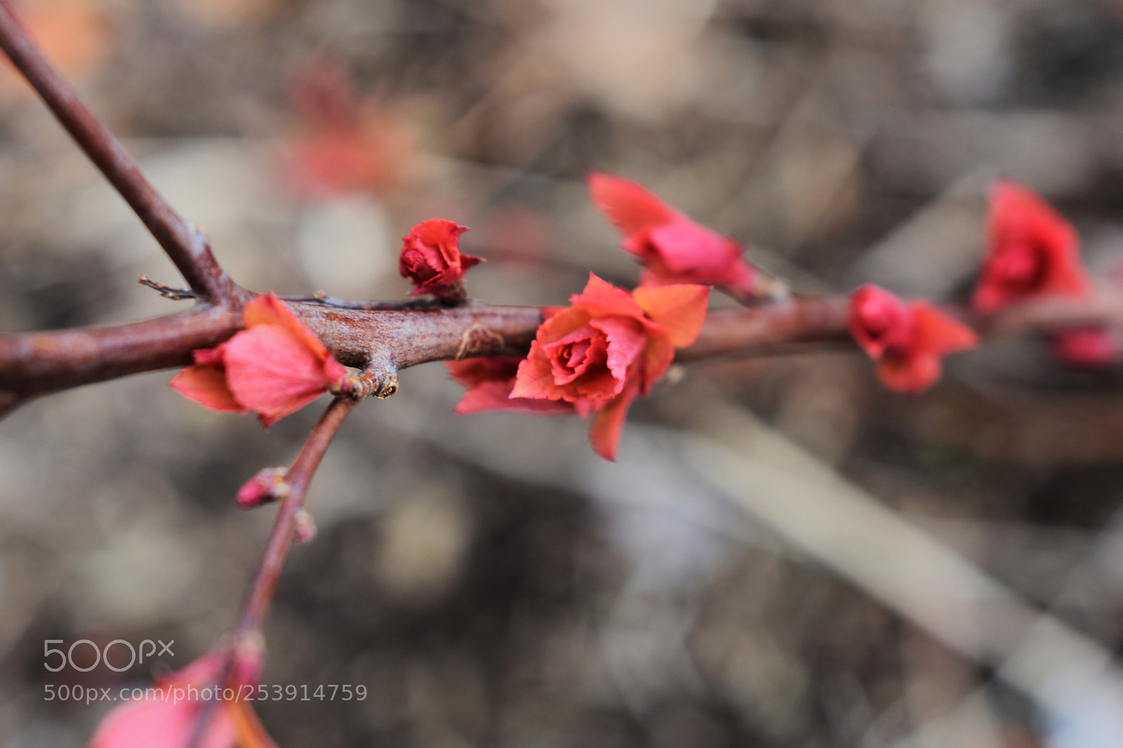 Nikon D3400 sample photo. Color of spring photography