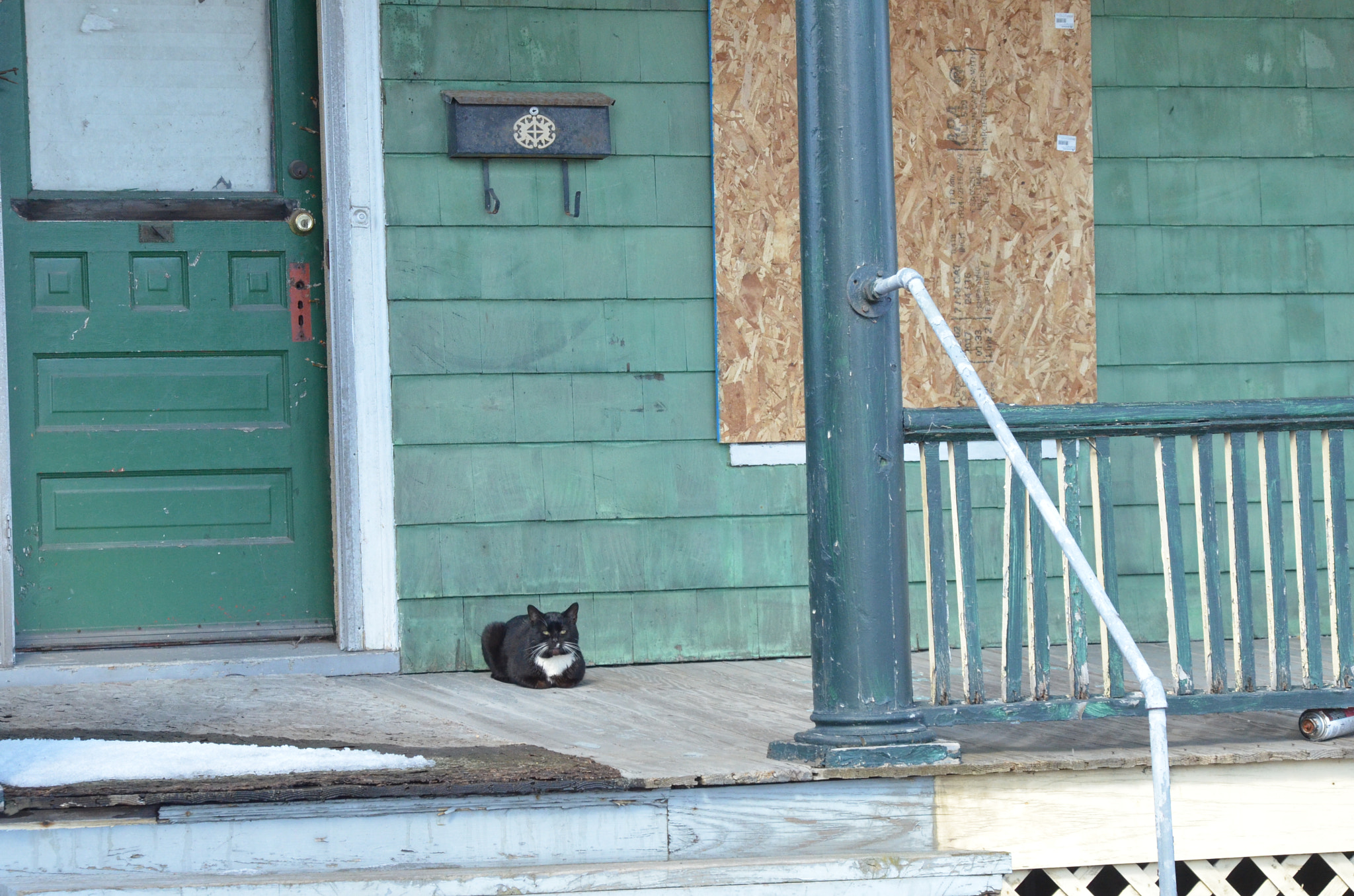 Nikon D7000 sample photo. Lone cat photography