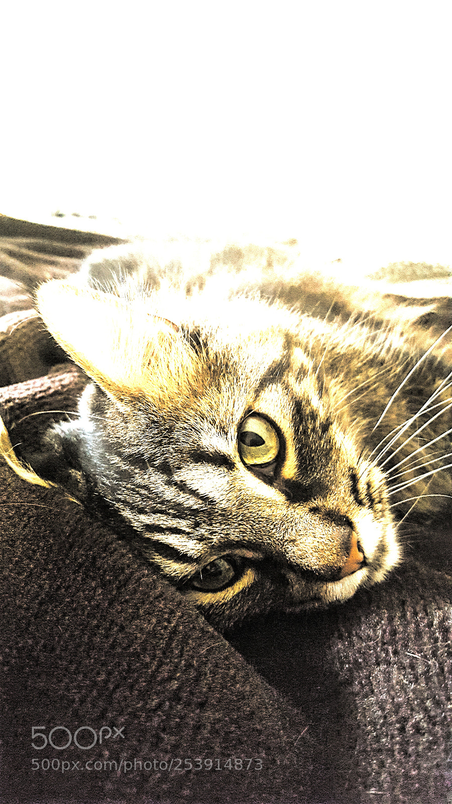 Samsung Galaxy S6 sample photo. Untitled photography