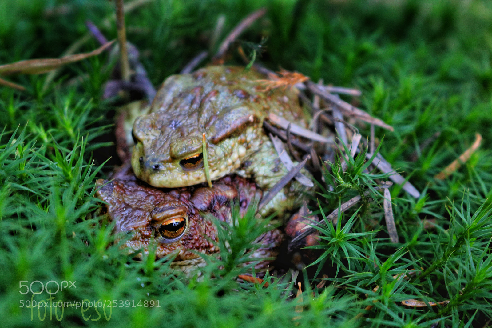 Canon EOS 750D (EOS Rebel T6i / EOS Kiss X8i) sample photo. Frog photography