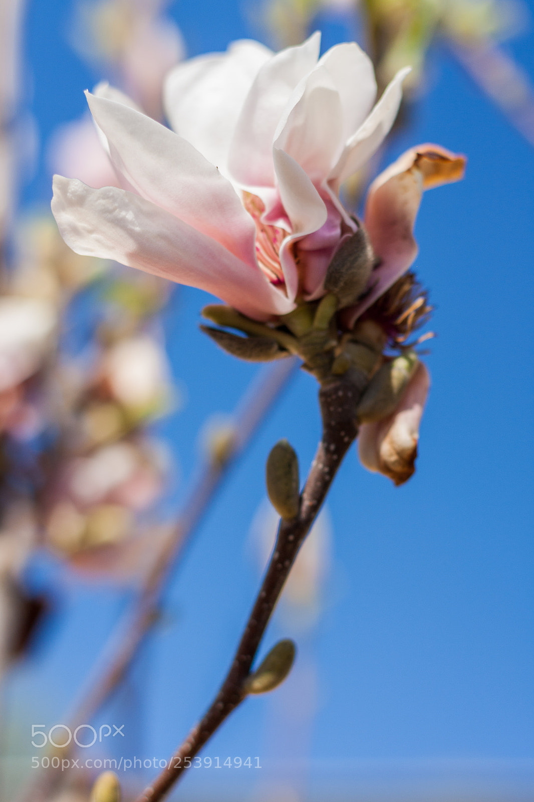 Canon EOS 450D (EOS Rebel XSi / EOS Kiss X2) sample photo. Sky and flower photography