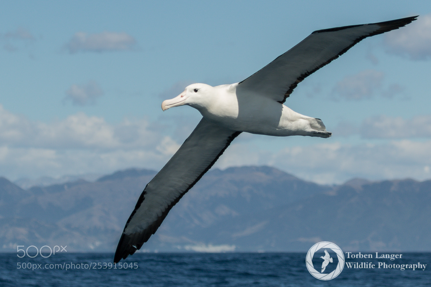 Canon EOS 70D sample photo. Northern royal albatross photography