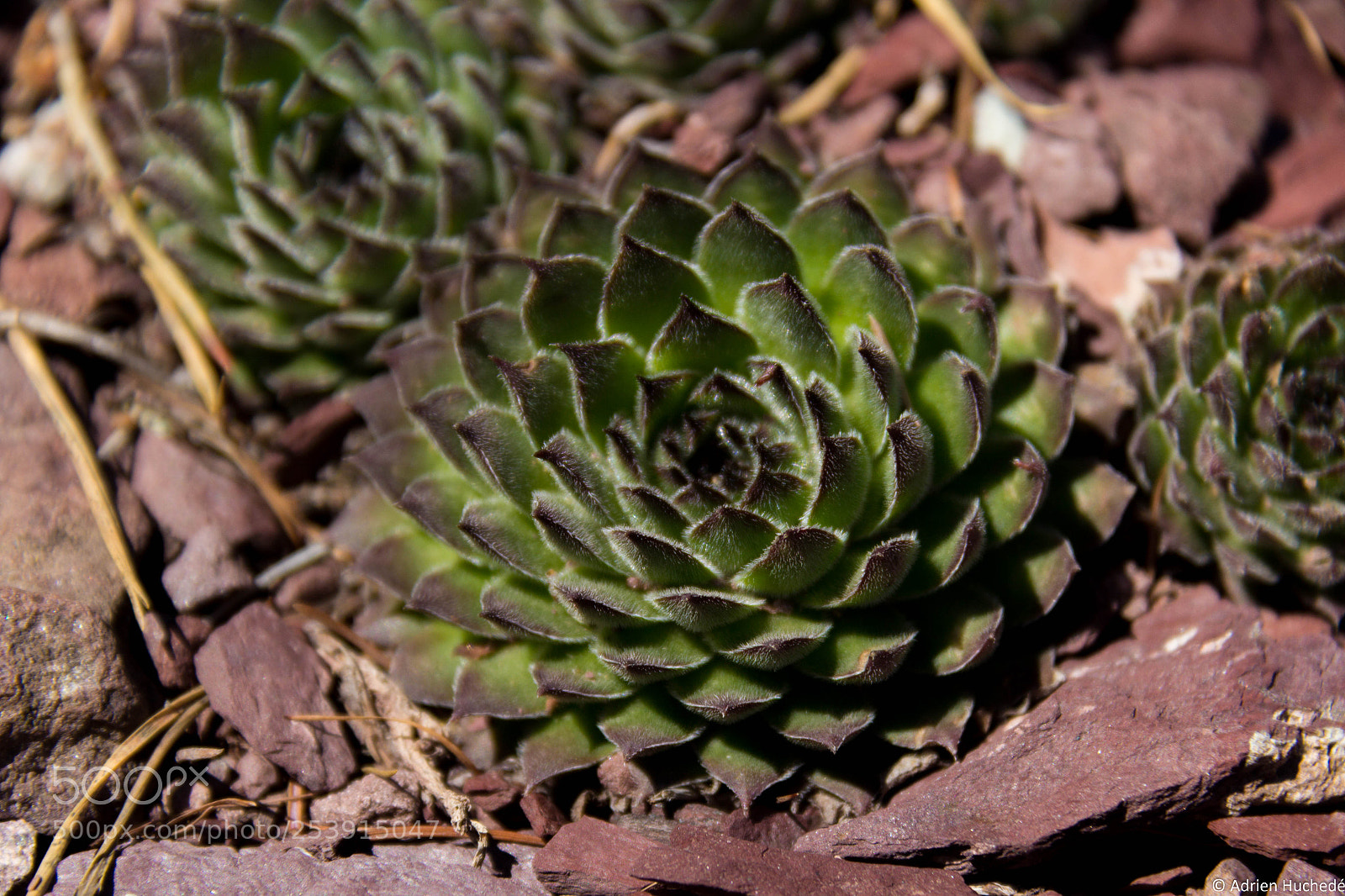 Canon EOS 600D (Rebel EOS T3i / EOS Kiss X5) sample photo. Sempervivum photography