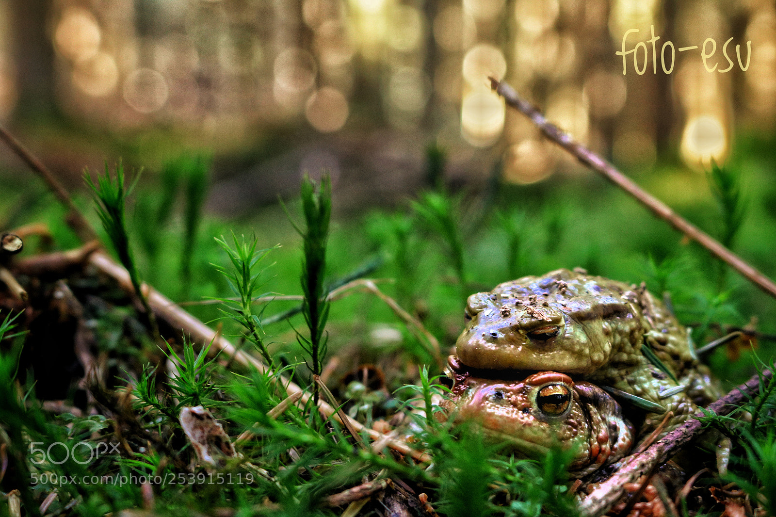 Canon EOS 750D (EOS Rebel T6i / EOS Kiss X8i) sample photo. Frog2 ? photography