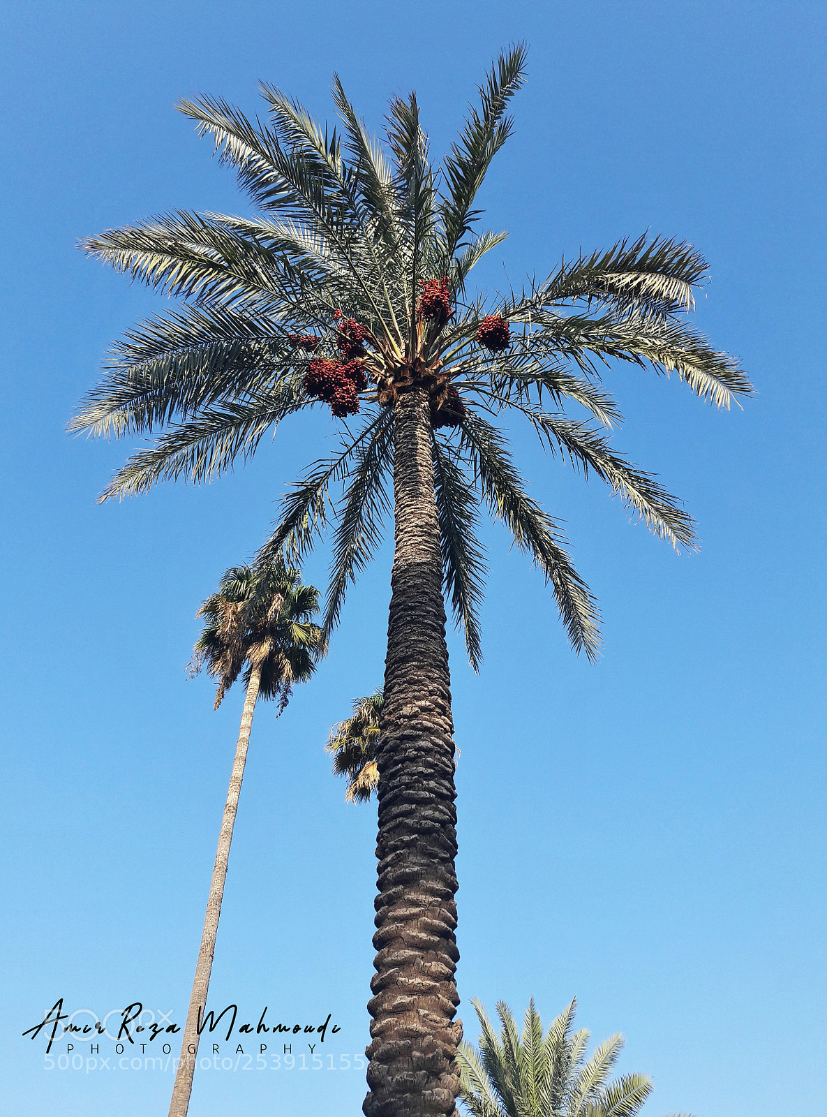 Samsung Galaxy A5(2016) sample photo. Palm 01 by amir photography