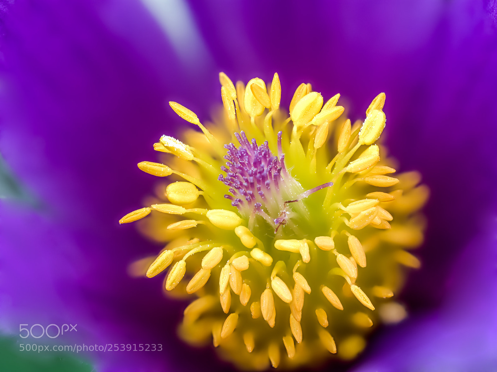 Olympus OM-D E-M1 sample photo. Pulsatilla vulgaris photography