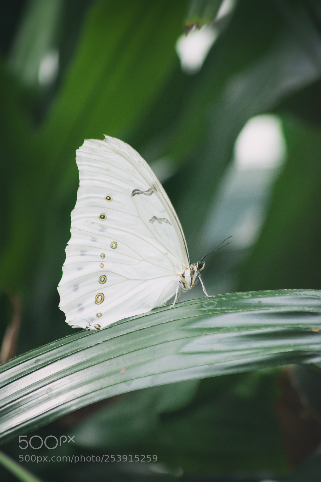 Nikon D5500 sample photo. Morpho blanc ou morpho photography