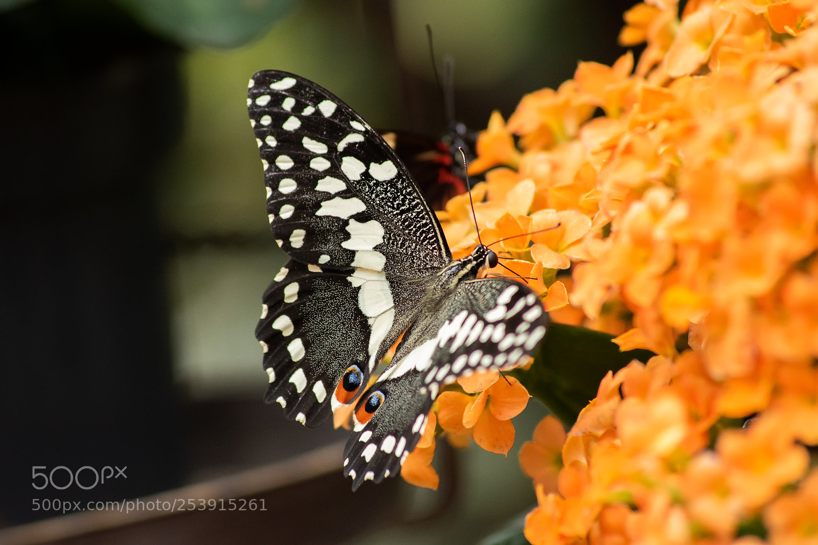 Nikon D5500 sample photo. Papilio demodocus ou voilier photography