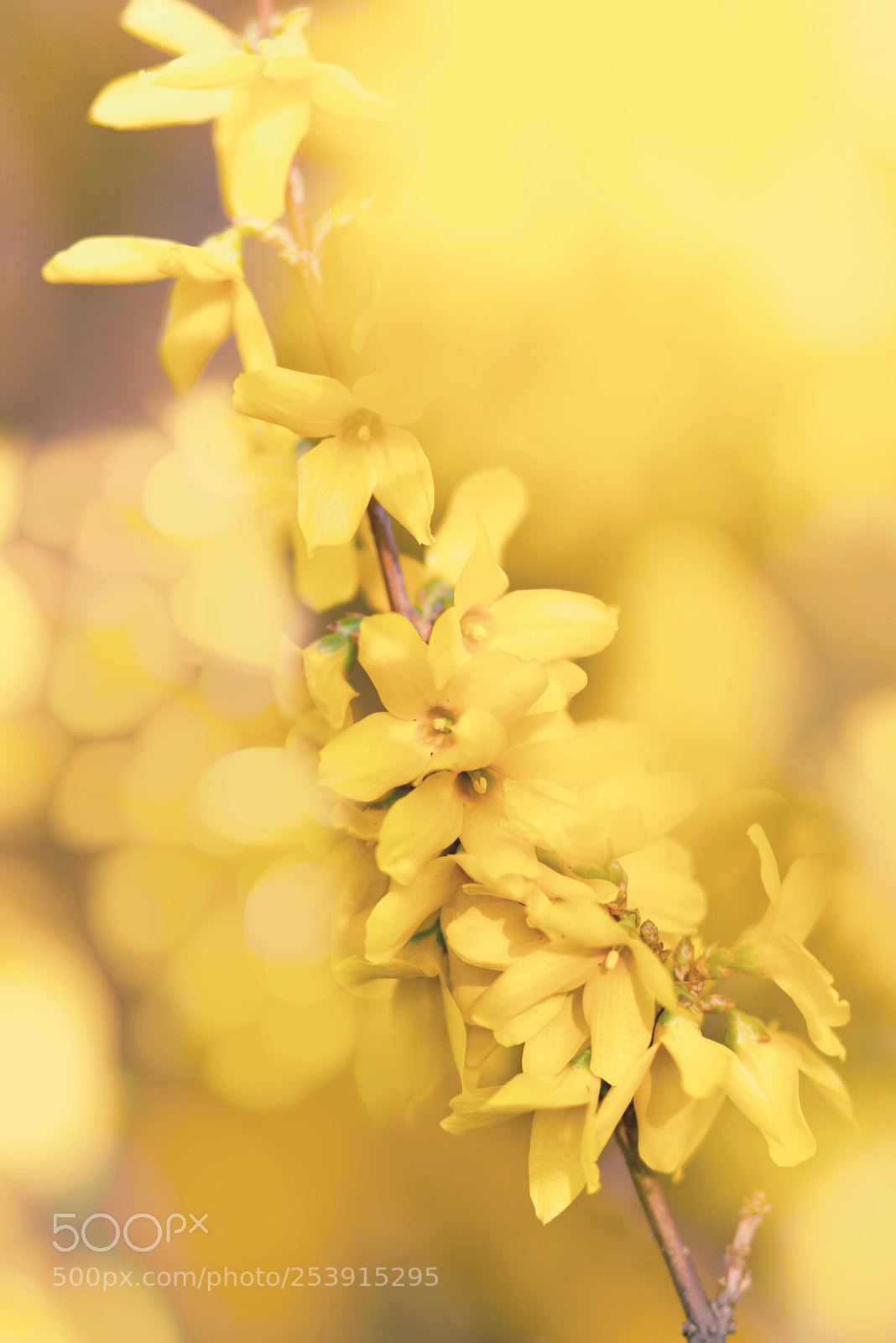 Canon EOS 750D (EOS Rebel T6i / EOS Kiss X8i) sample photo. Yellow photography