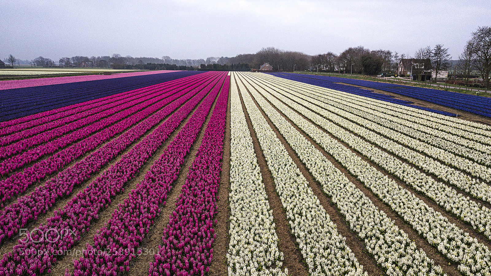 DJI FC220 sample photo. Flower fields of hyacinth's photography
