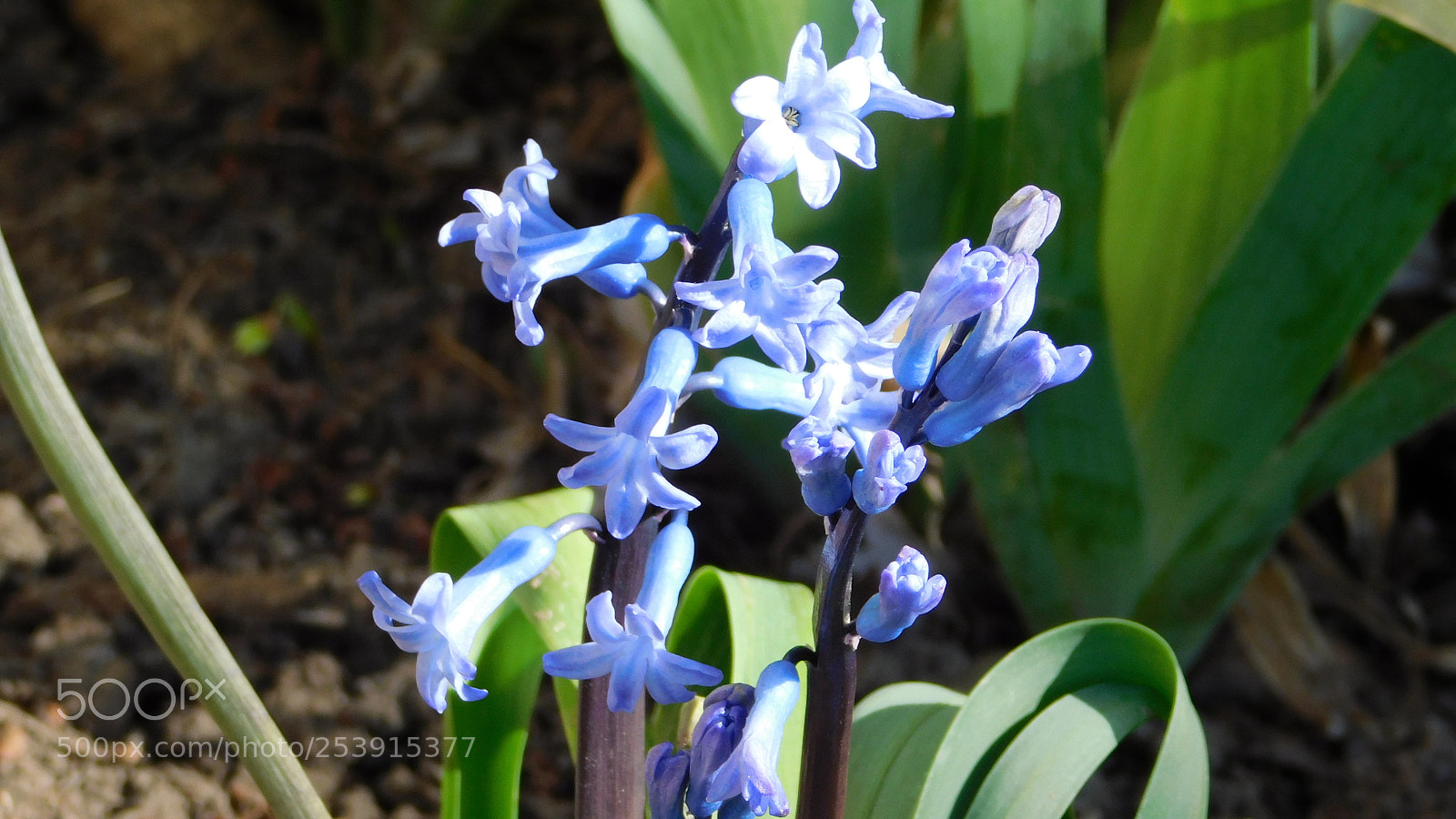 Nikon Coolpix B500 sample photo. Spring flowers hyacinth photography