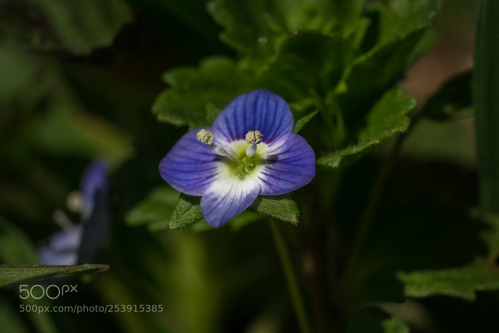 Fujifilm X-T1 sample photo. Persischer ehrenpreis (veronica persica) photography