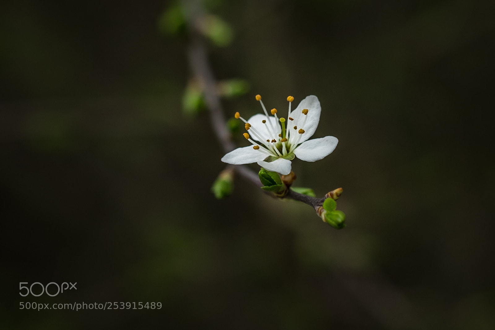 Fujifilm X-T1 sample photo. Kleine strauchblüte photography