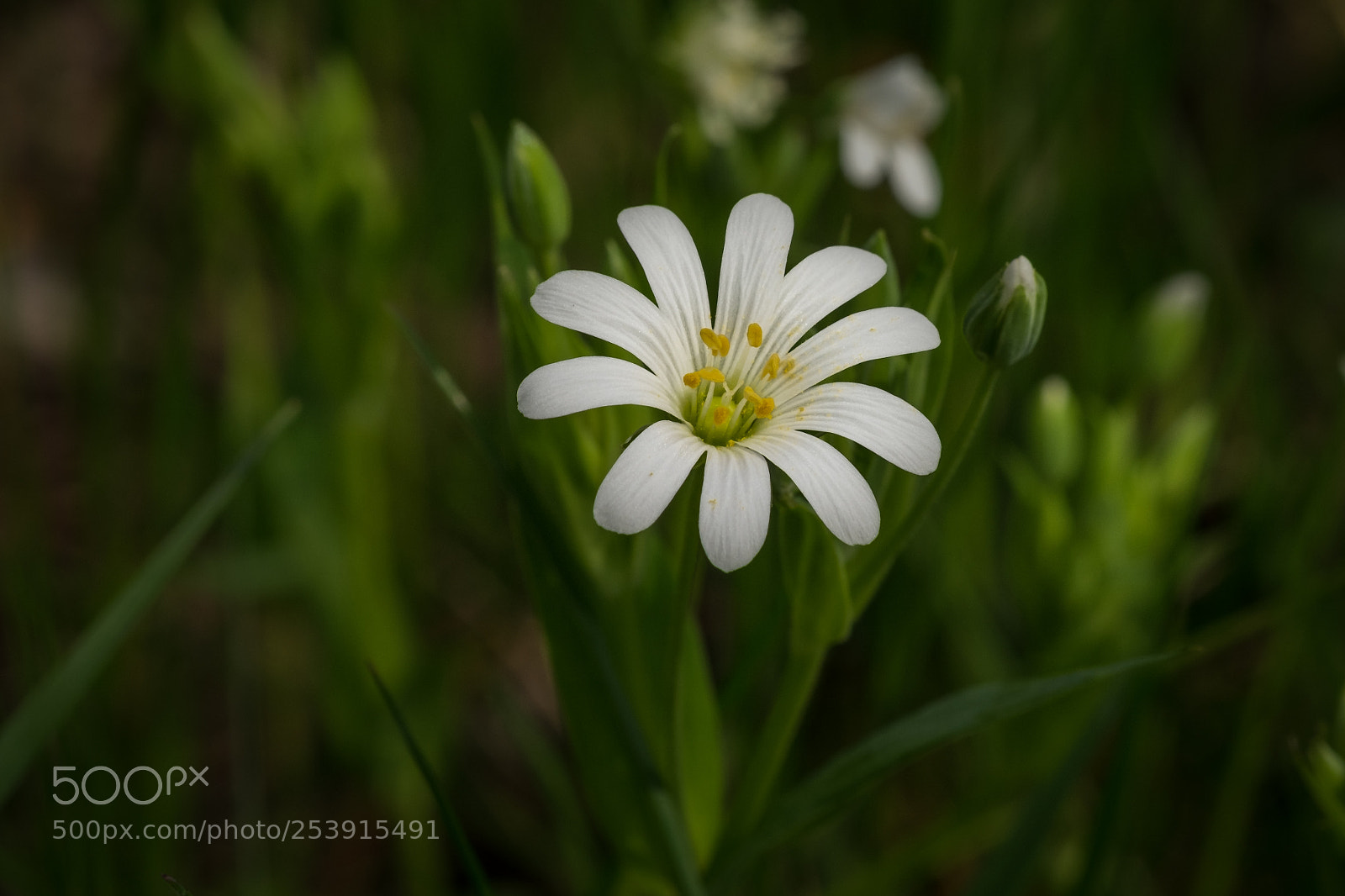 Fujifilm X-T1 sample photo. Acker hornkraut (cerastium arvense) photography