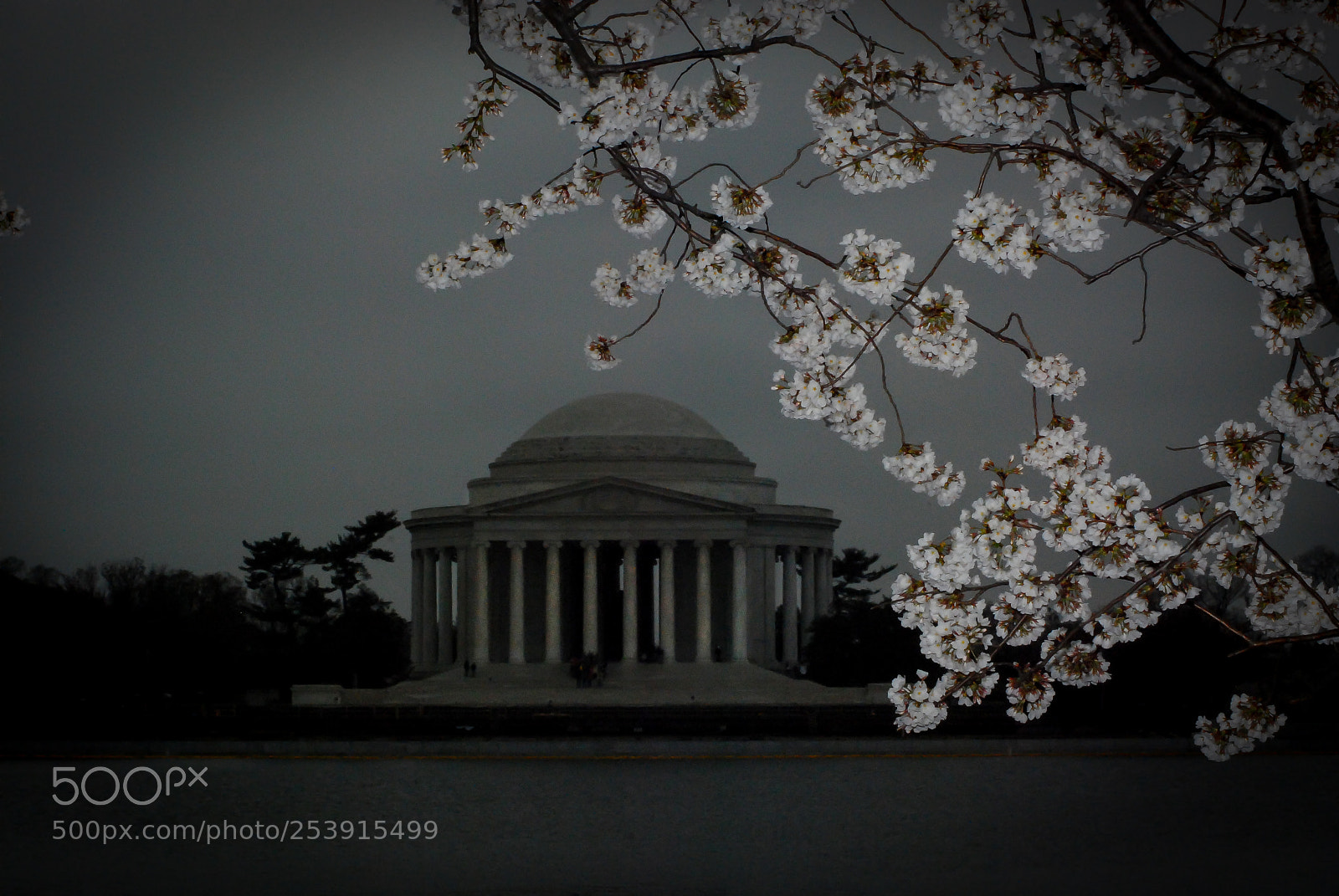 Nikon D80 sample photo. Cherry blossom photography