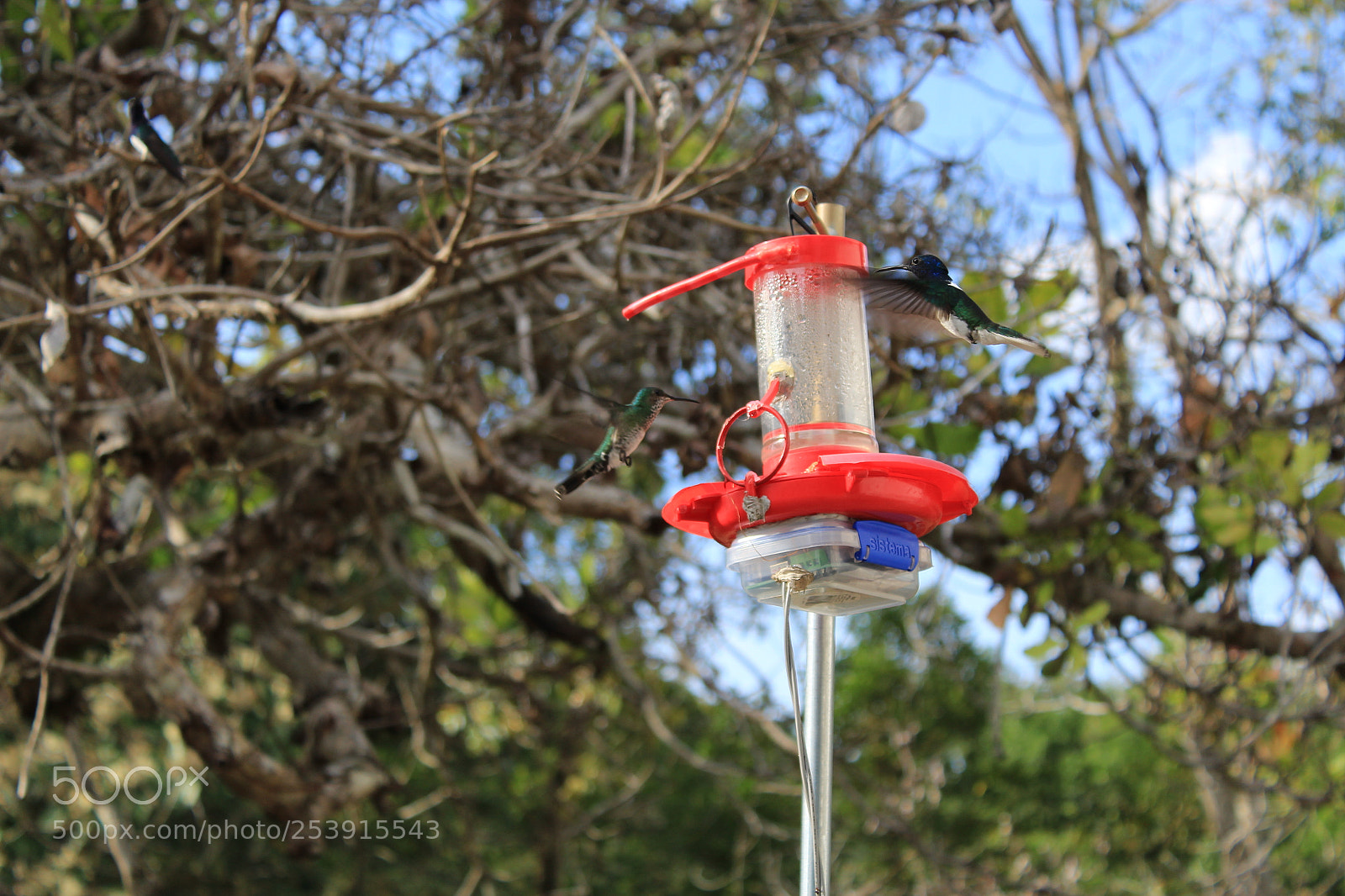 Canon EOS 1300D (EOS Rebel T6 / EOS Kiss X80) sample photo. Birds photography
