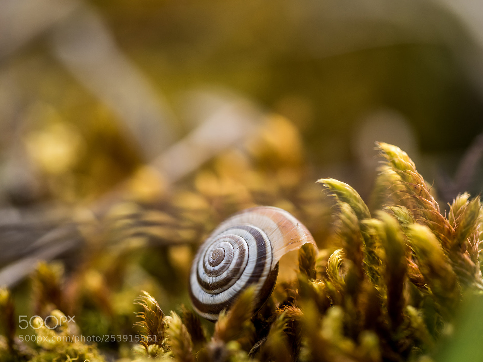 Olympus OM-D E-M1 sample photo. Snail photography