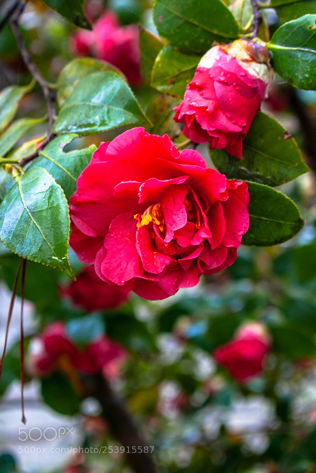 Pentax K10D sample photo. Cameliia #2 photography