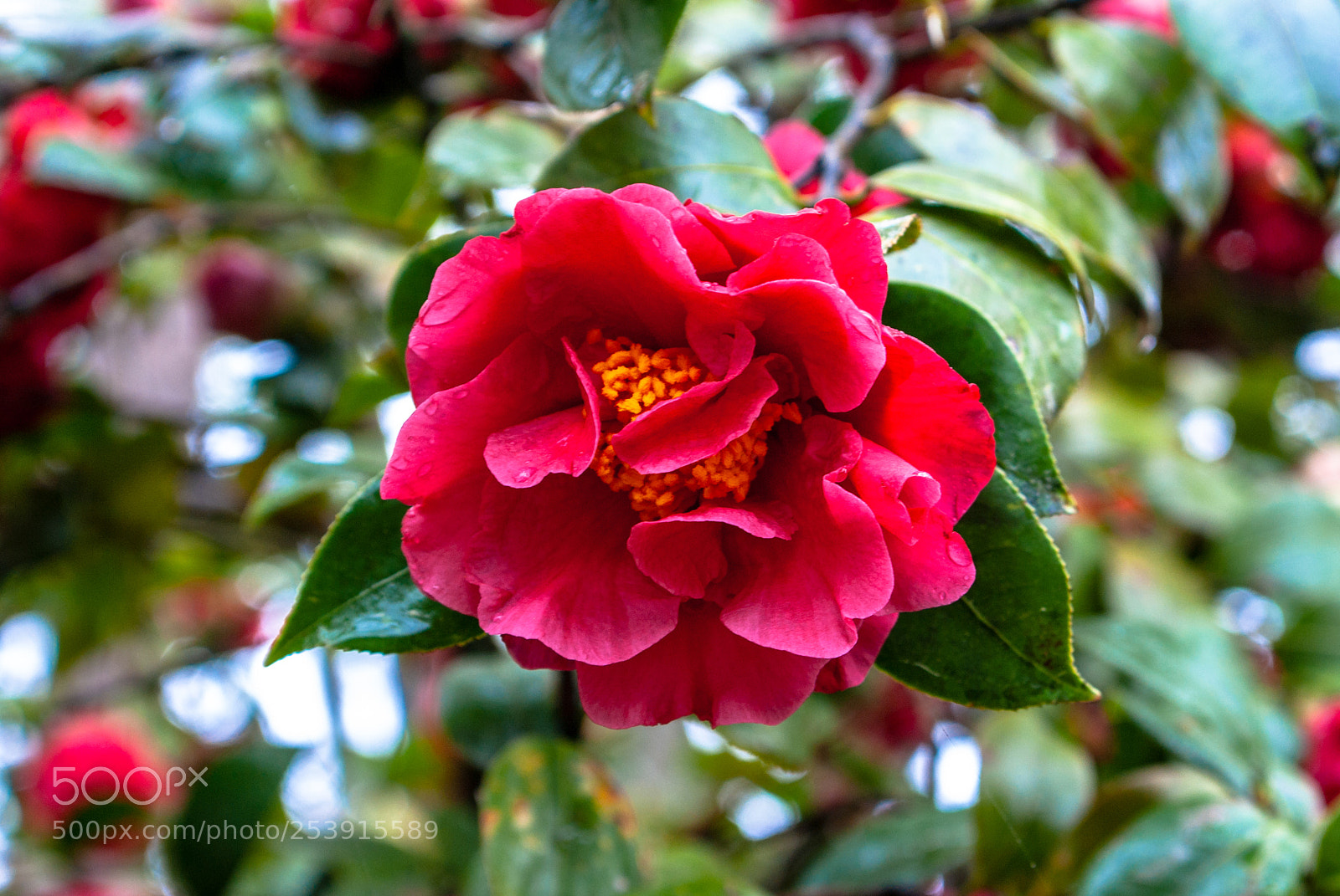 Pentax K10D sample photo. Camellia photography