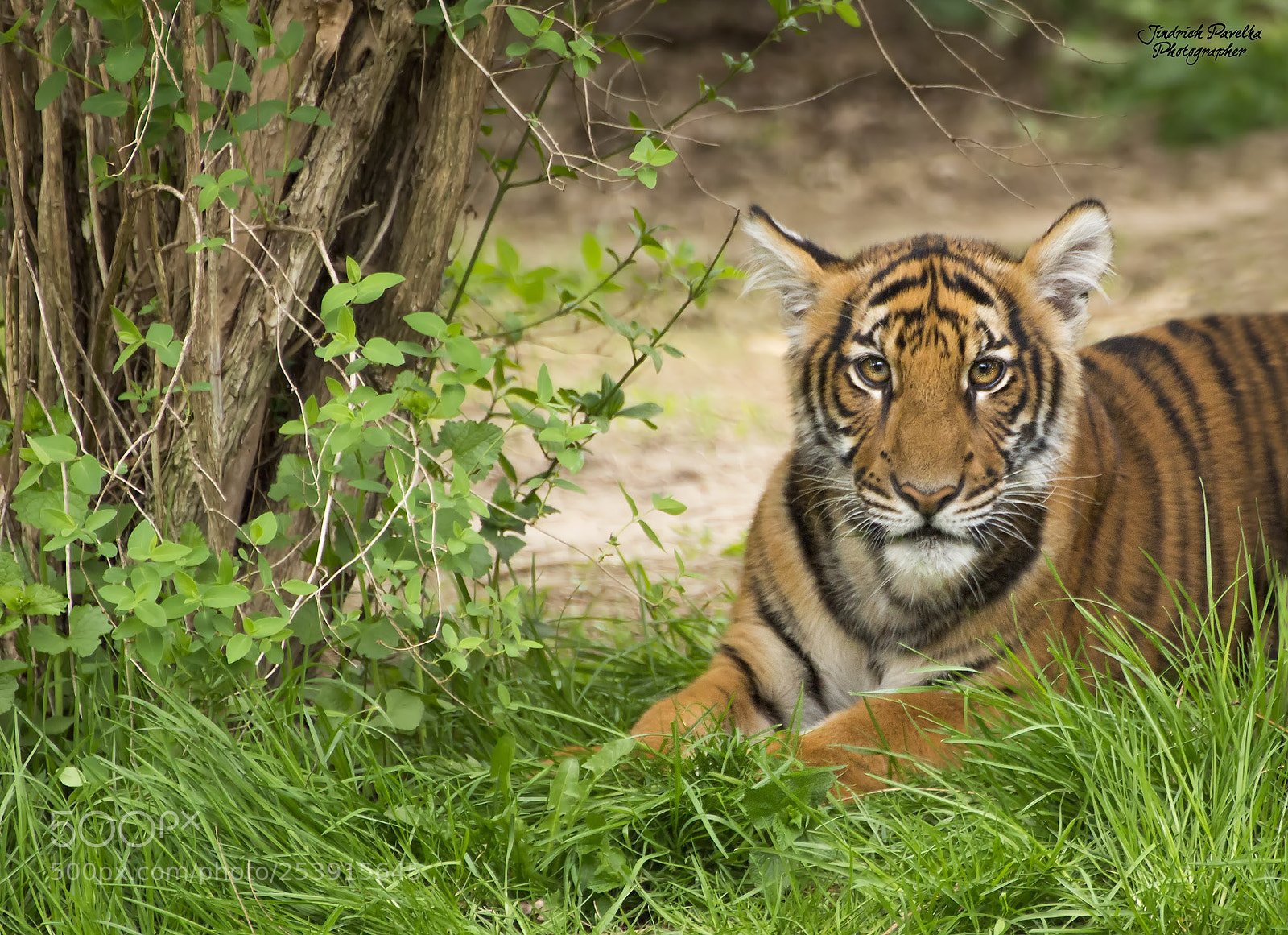 Canon EOS 100D (EOS Rebel SL1 / EOS Kiss X7) sample photo. Malayan tiger panthera tigris photography