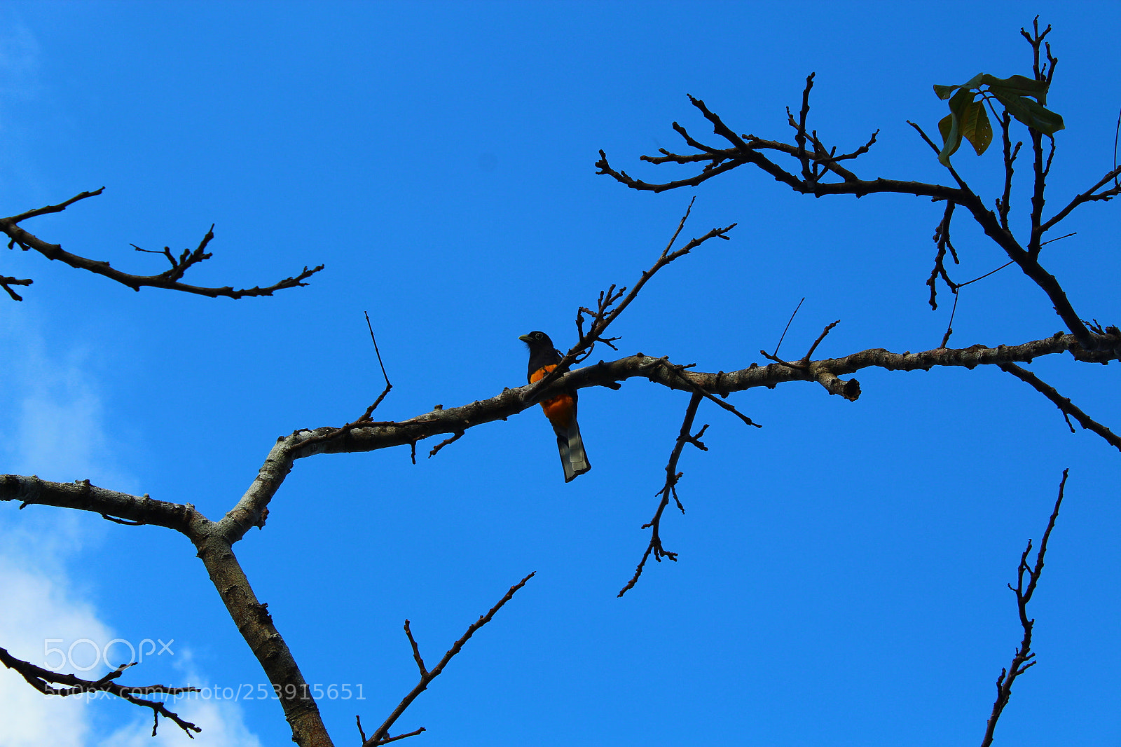 Canon EOS 1300D (EOS Rebel T6 / EOS Kiss X80) sample photo. Birds photography