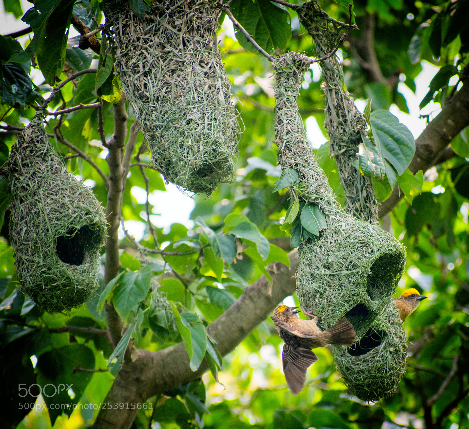 Nikon D5500 sample photo. Baya weaver photography
