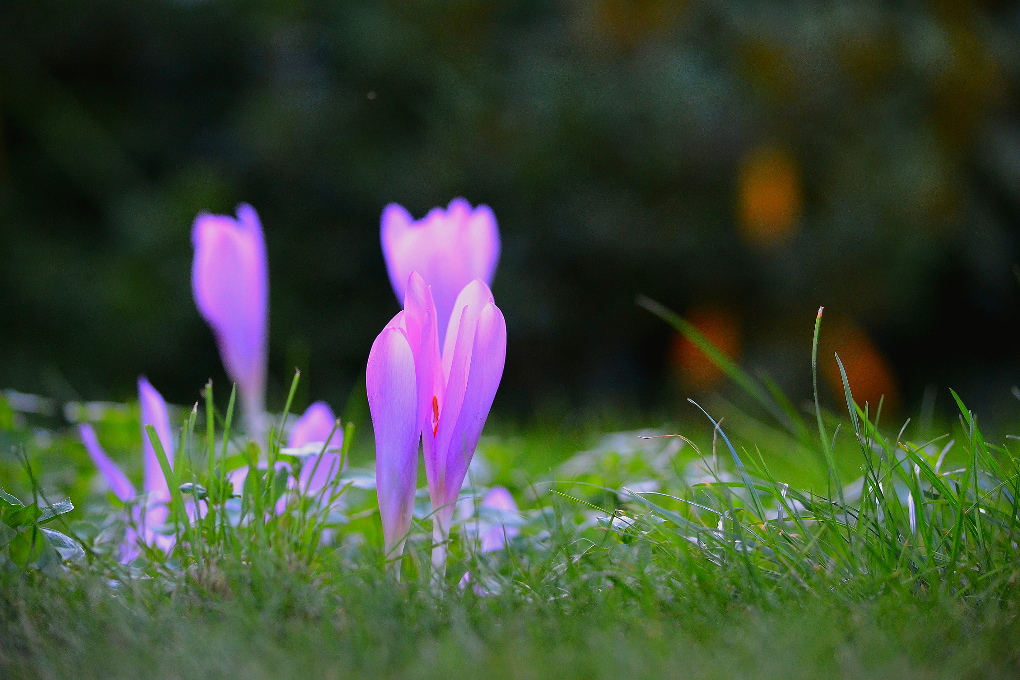 Nikon D3100 sample photo. Crocus photography