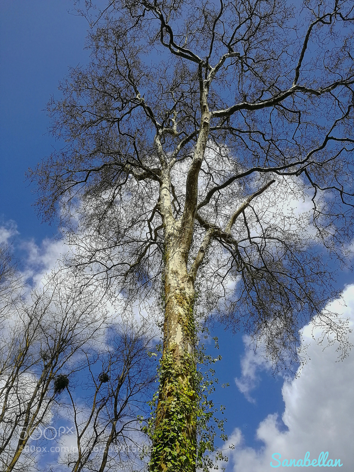 HUAWEI Honor 9 sample photo. Old tree photography