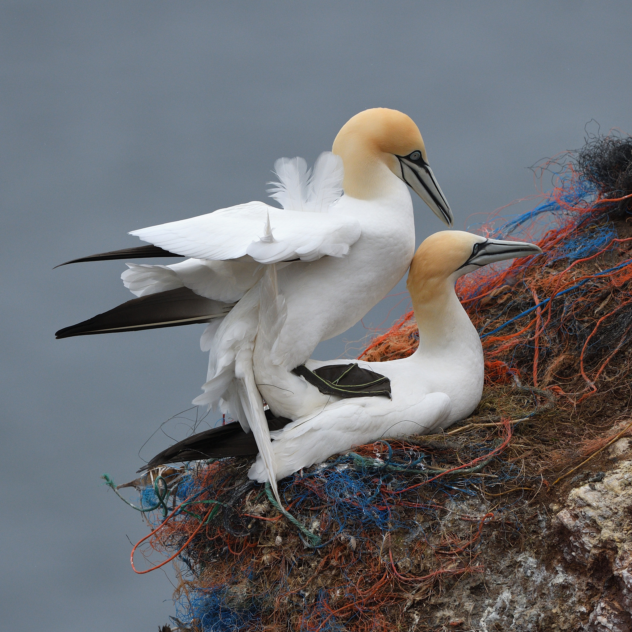 Nikon D500 + Nikon AF-S Nikkor 500mm F4G ED VR sample photo. Mating time! photography