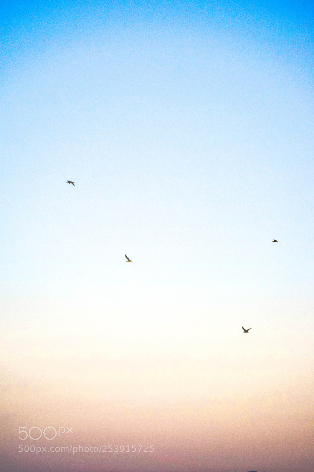 Nikon D5300 sample photo. Seagulls photography