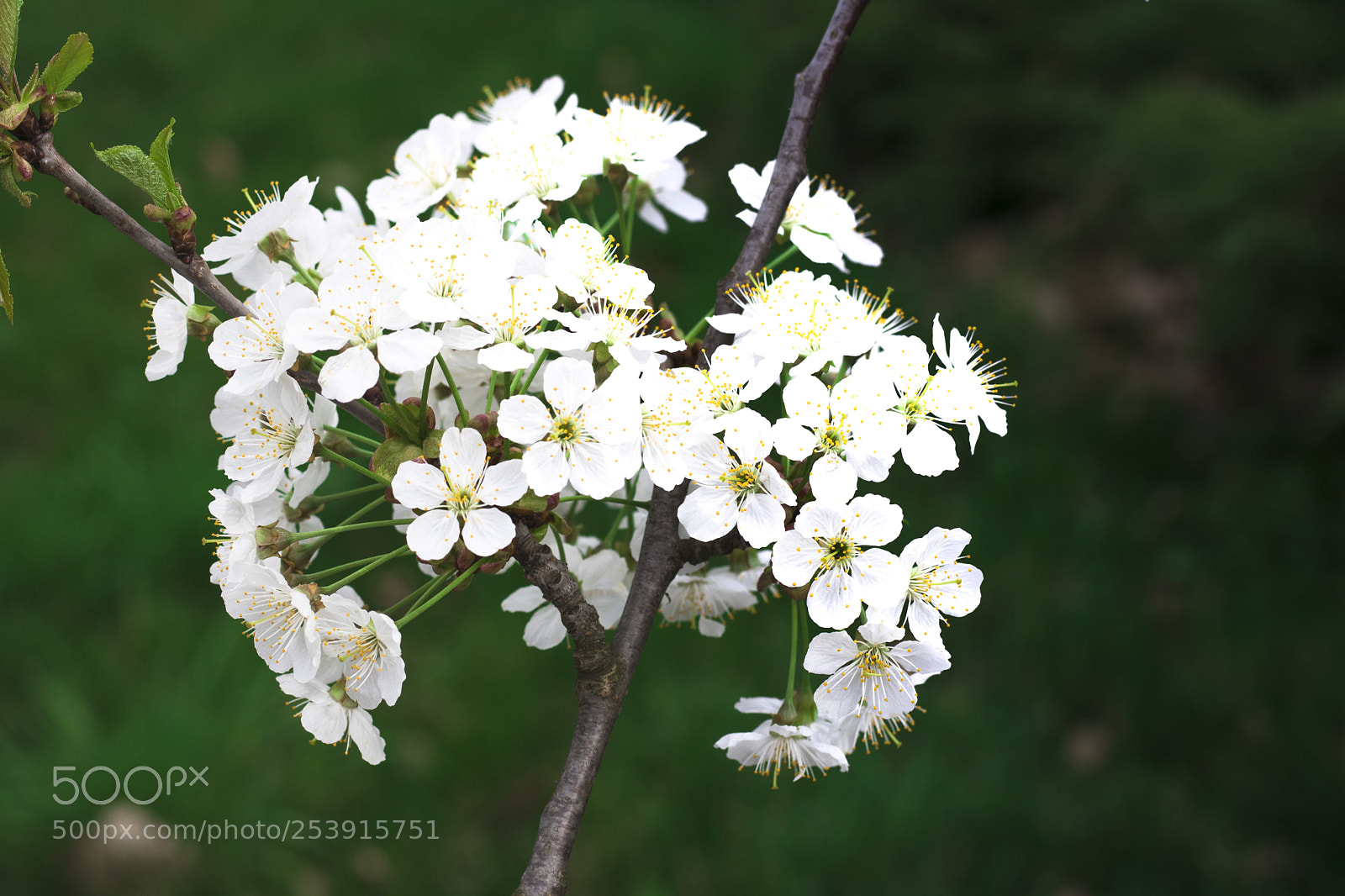 Canon EOS 750D (EOS Rebel T6i / EOS Kiss X8i) sample photo. Img photography