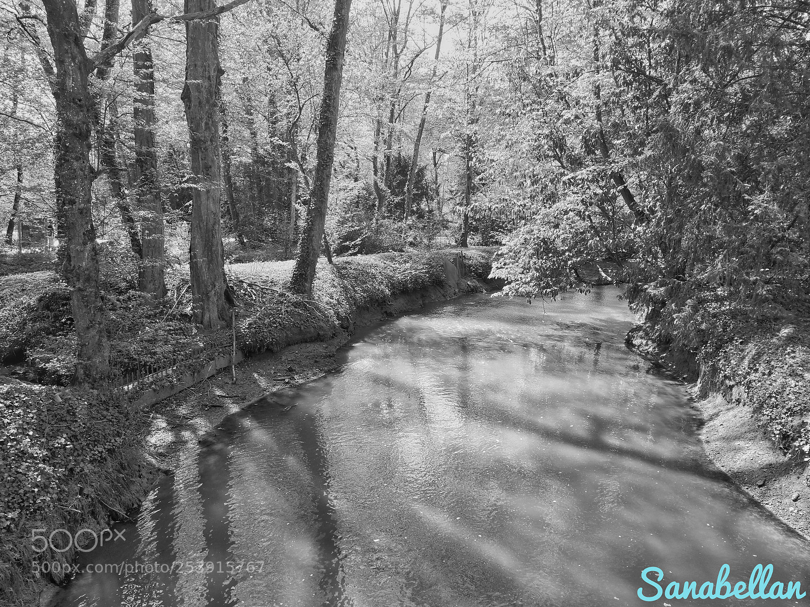 HUAWEI Honor 9 sample photo. Forest time photography