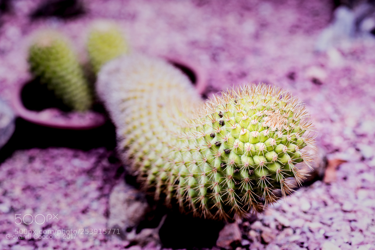 Nikon D810 sample photo. Cactus photography