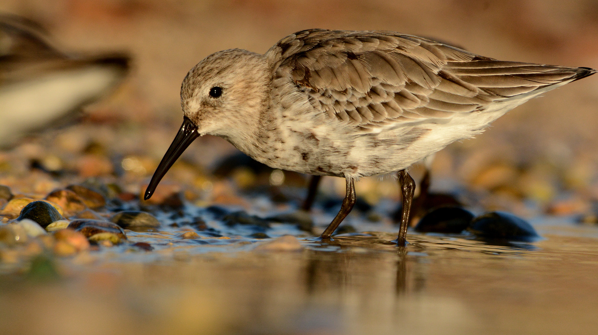 Nikon D7100 sample photo. Back to the shorebirds... photography