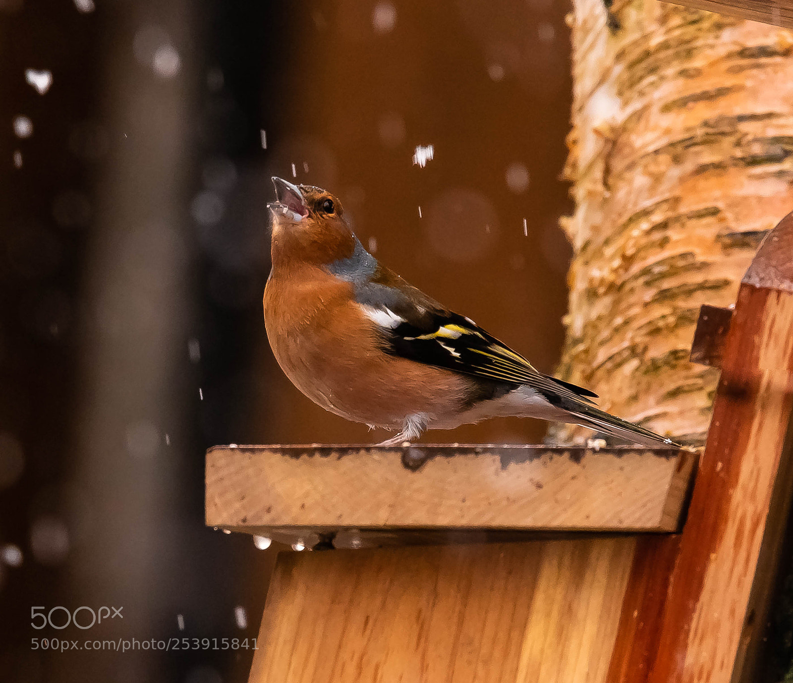 Nikon D750 sample photo. Male chaffinch in winter photography