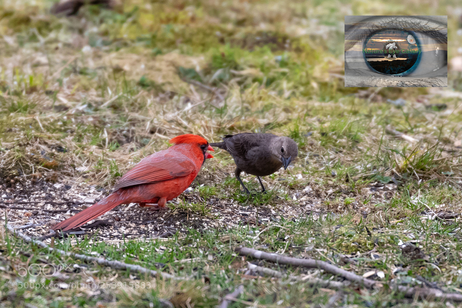 Canon EOS 5D Mark IV sample photo. Cardinal & starling standoff photography